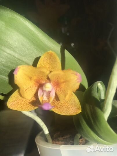 Орхидея фаленопсис бабочка азиат