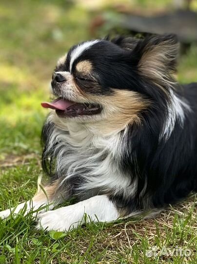 Продается шикарный кобель чихуахуа