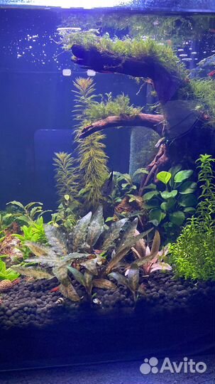 Криптокорина нури