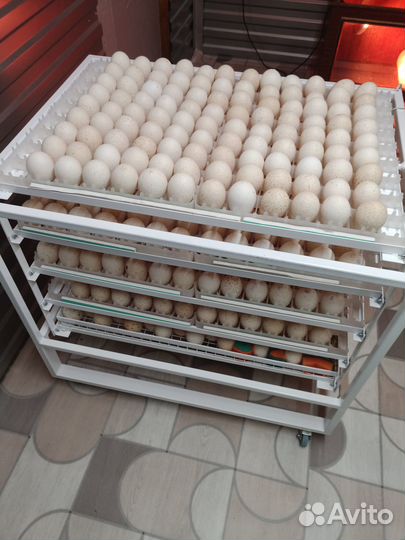 Инкубатор Коробкова