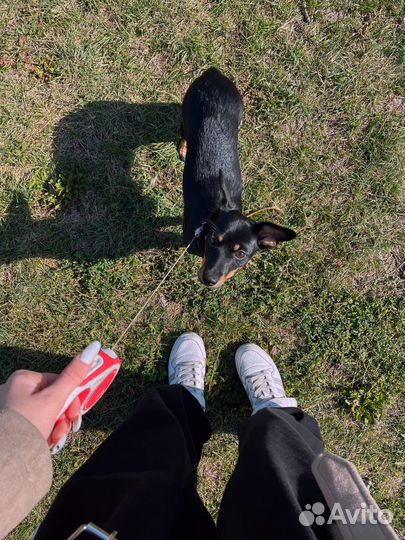 Собака в добрые руки той-терьер