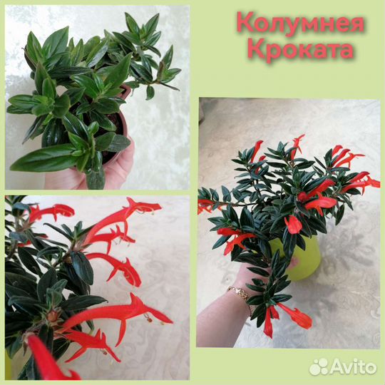 Цветы комнатные