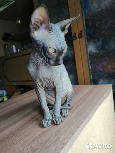 Канадский сфинкс котенок девочка