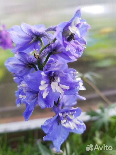 Многолетники,люпин,дельфиниум,доставка