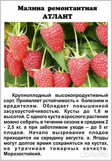 Черенки малины