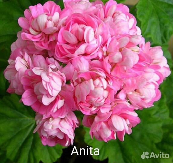 Герани и пеларгонии