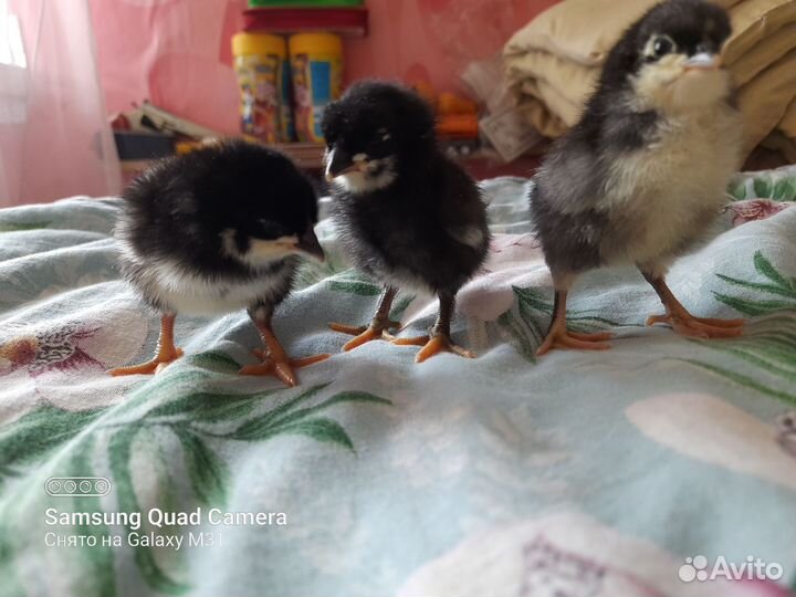 Яйца на инкубацию микс