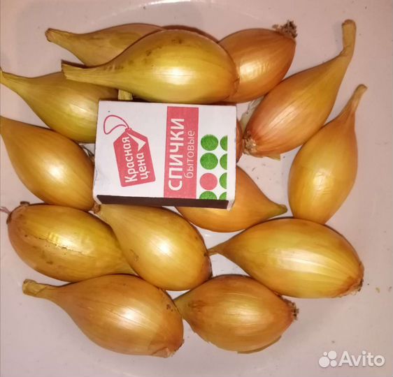 Семейный лук на посадку