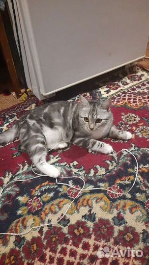 Британская