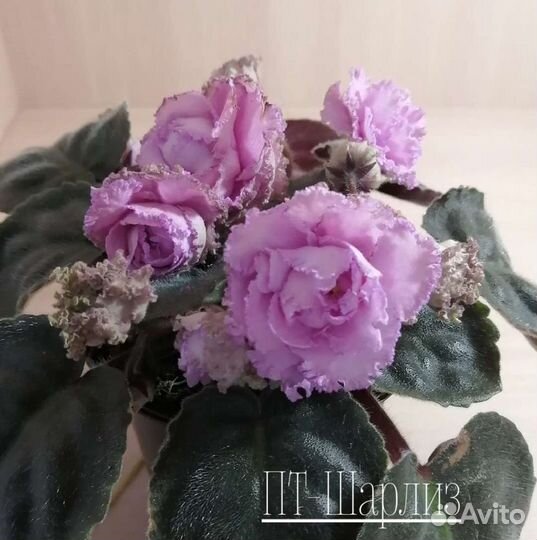 Детки сортовых фиалок