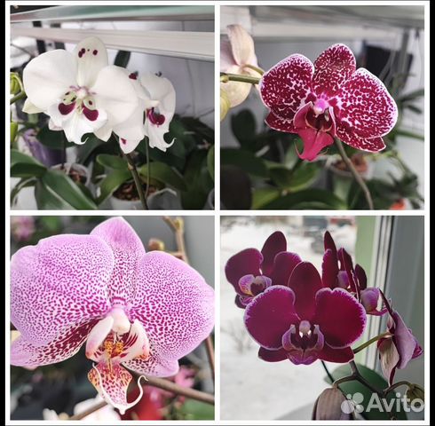 Орхидея фаленопсис купить в Челябинске | Товары для дома и дачи | Авито
