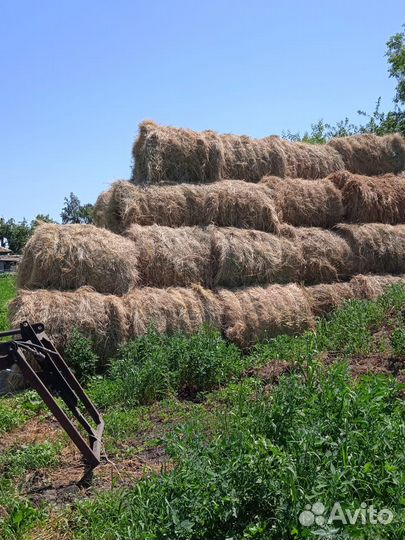 Продам сено в рулонах