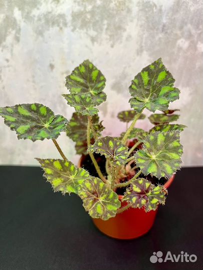 Бегония тигровая