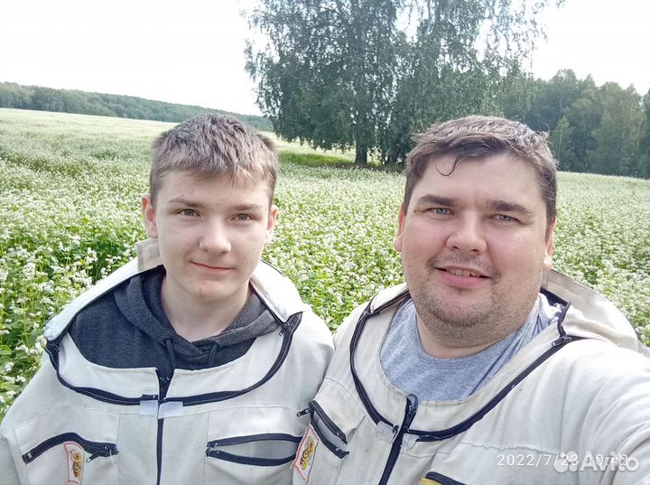 Опыление пчёлами гречихи, рапса, подсолнуха