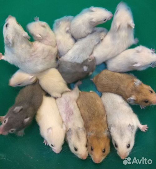 Сирийские, джунгарики на подарки