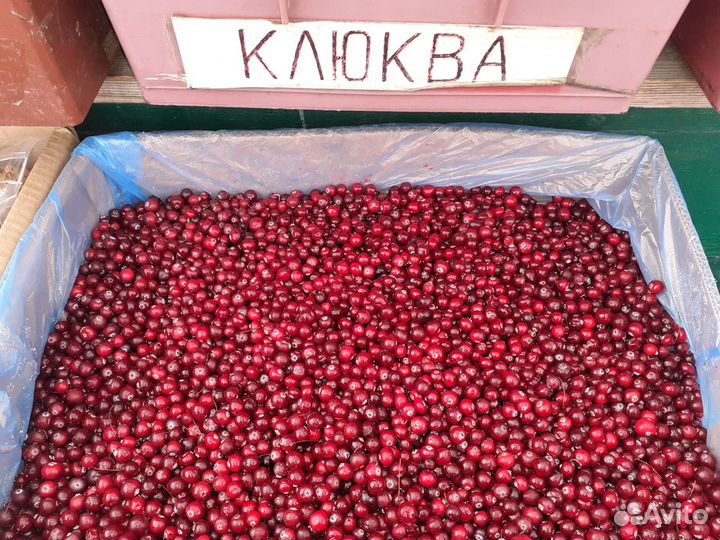 Клюква, брусника и др. ягоды