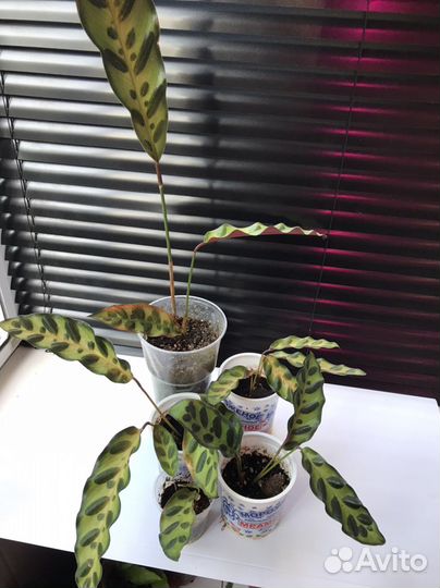 Yellou fusion,лансифолия,леопардина