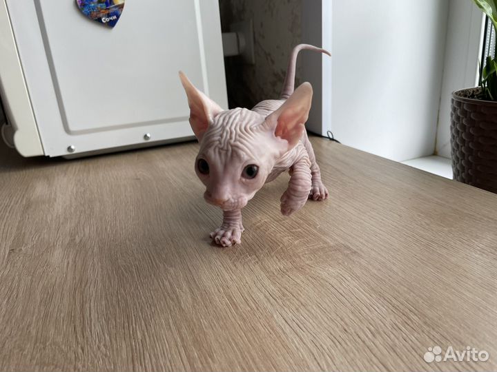 Донской сфинкс девочка
