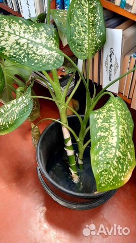 Диффенбахия