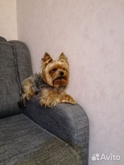 Вязка йоркширский терьер