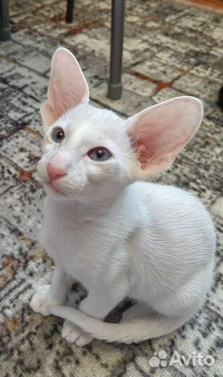 Ориентальные котята