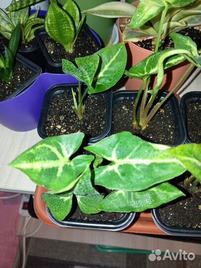 Сингониум кустовой