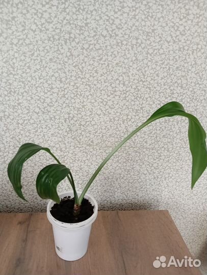 Эухарис амазонская лилия