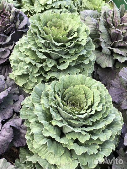 Семена декоративной капусты Осака Микс F1