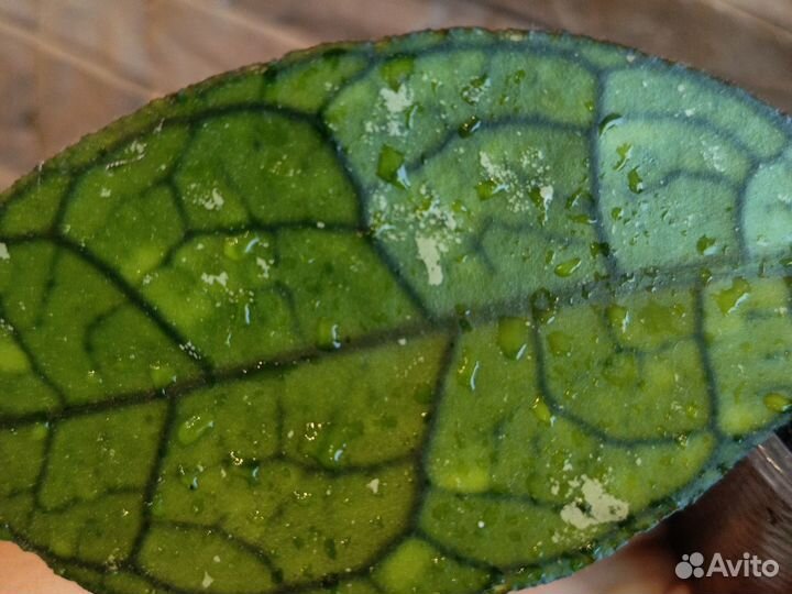 Хойя finlaisonii EPC318