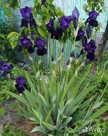 Ирисы бородатые