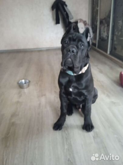 Продать Кане корсо