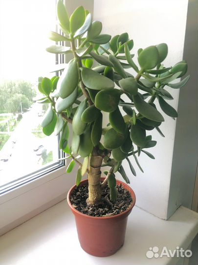 Крассула толстянка, толстянка, денежное дерево