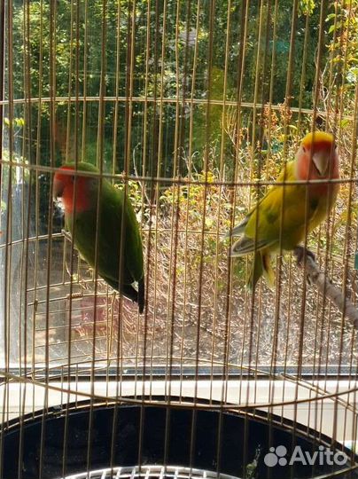 Попугаи.Пара взрослая+клетка