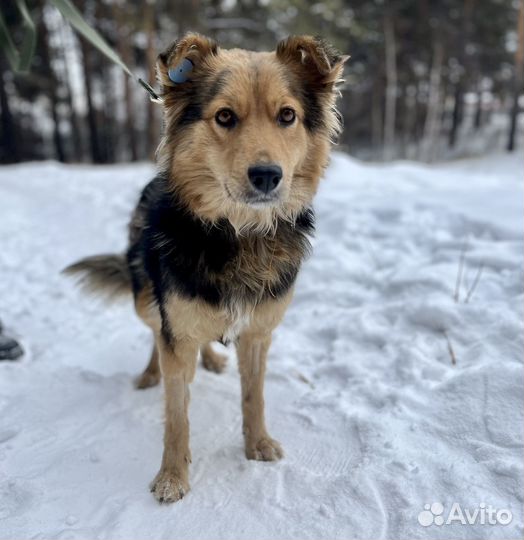 Собака Линда девочка