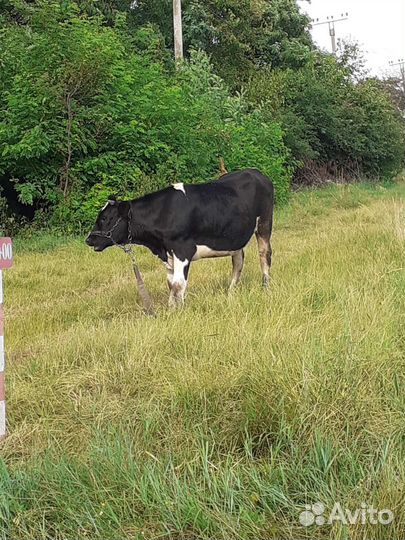 Бычки и телки