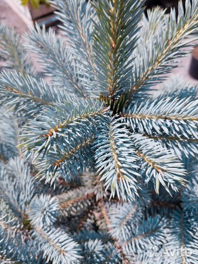 Голубая ель Super blue sidling