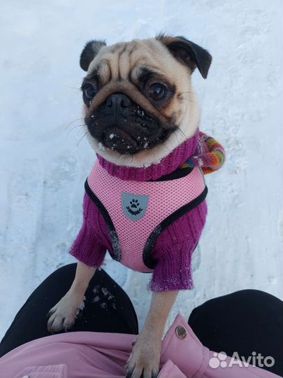 Кофта, толстовки, шапка и комбинезоны для собак