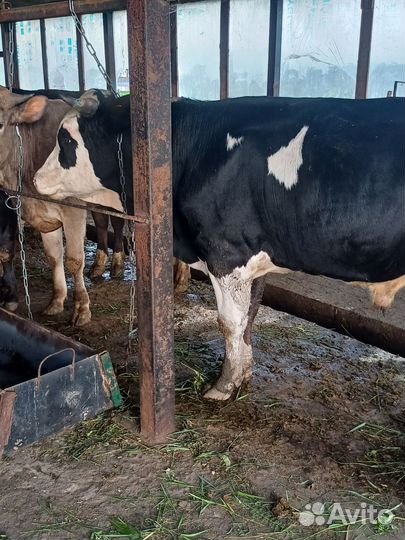 Быки на мясо