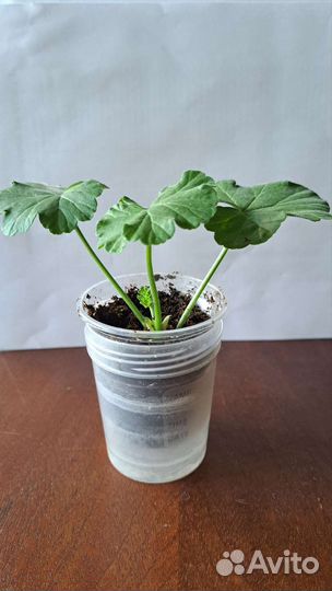 Пеларгония(герань)