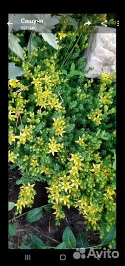 Почвопокровные растения очитки