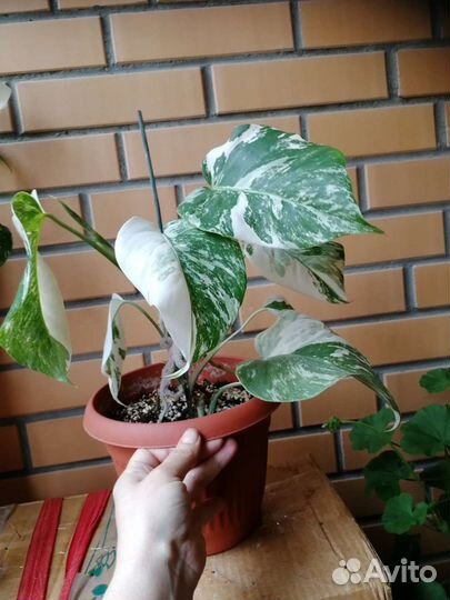 Монстера альба