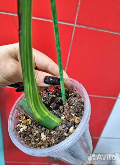 Монстера аурея триколор