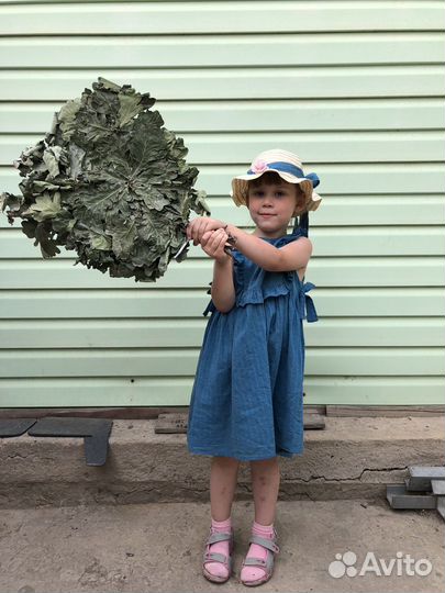 Веники для бани дубовые