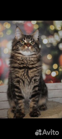 Мейн-кун котики