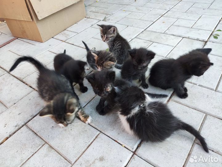 Ищу помощь для бездомных котят