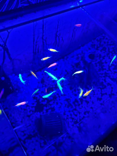 Аквариум