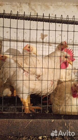 Домашние куры броллер