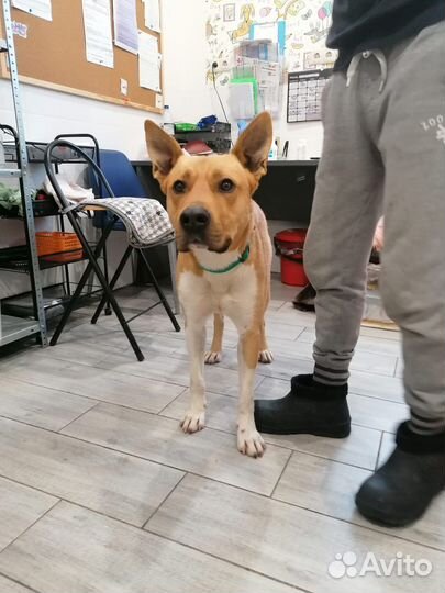 Песик Лукас