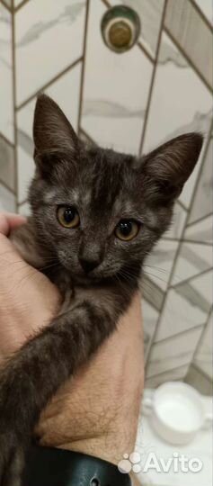 Кошки в добрые руки бесплатно