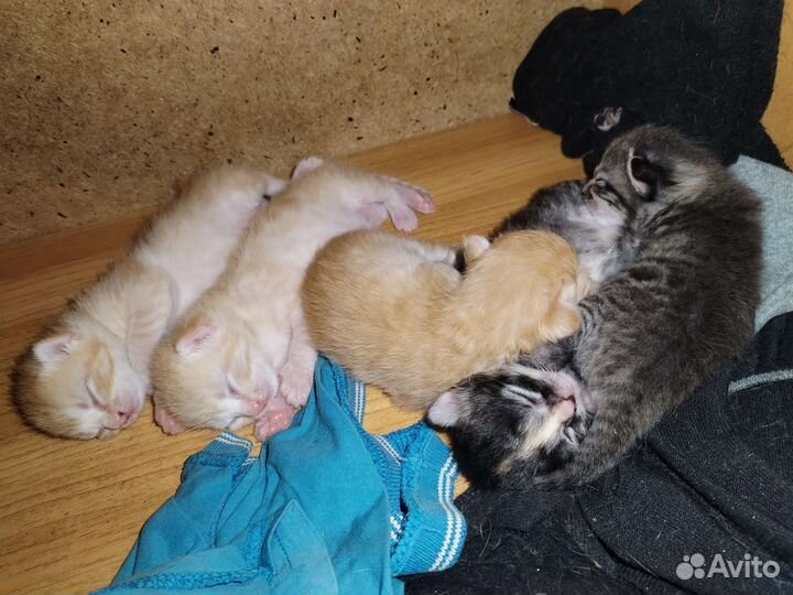 Котята в добрые руки